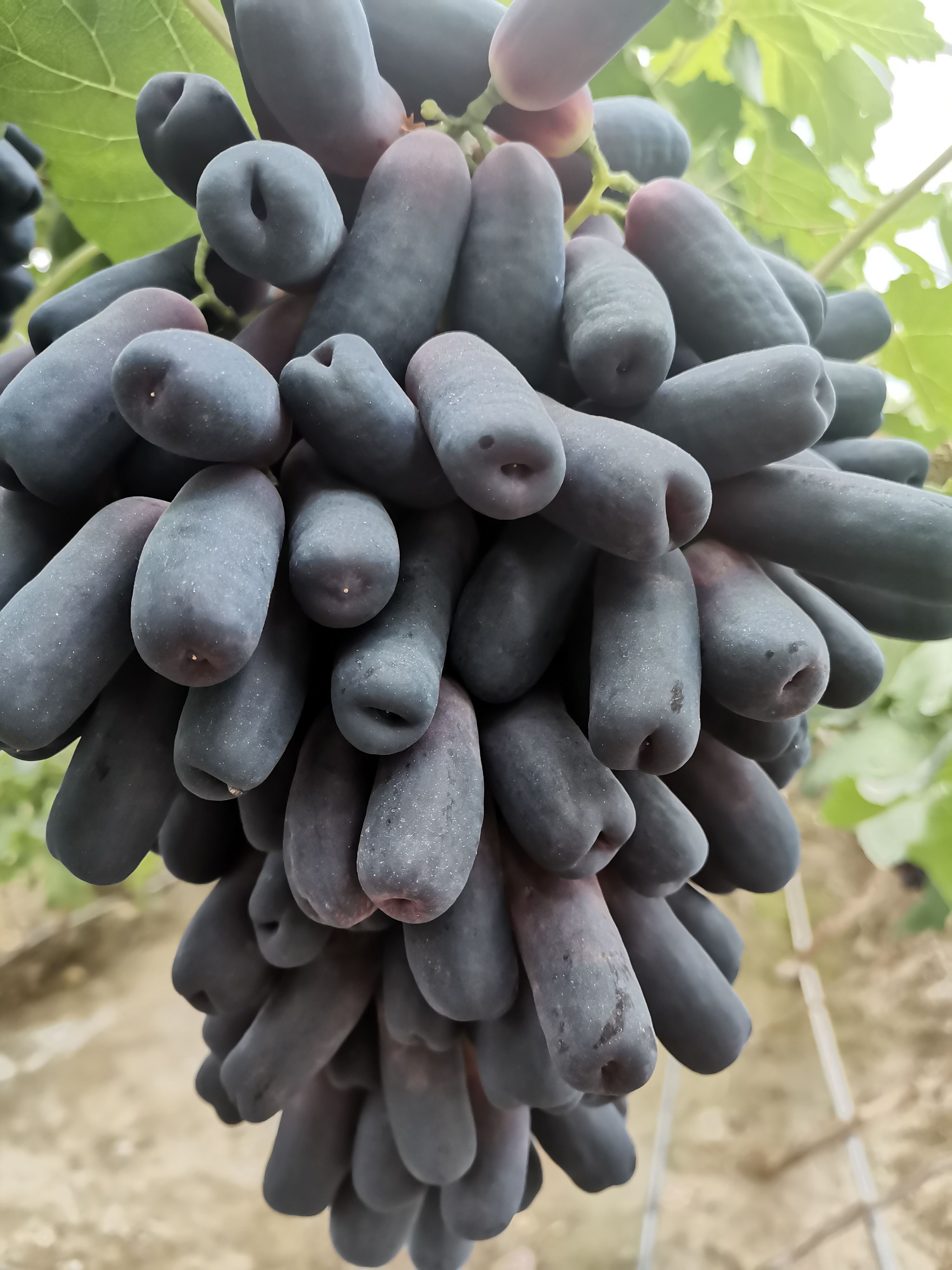 美人指葡萄  新疆甜蜜蓝宝石葡萄，中草药纯菌生态果，光照充足，口感好！！