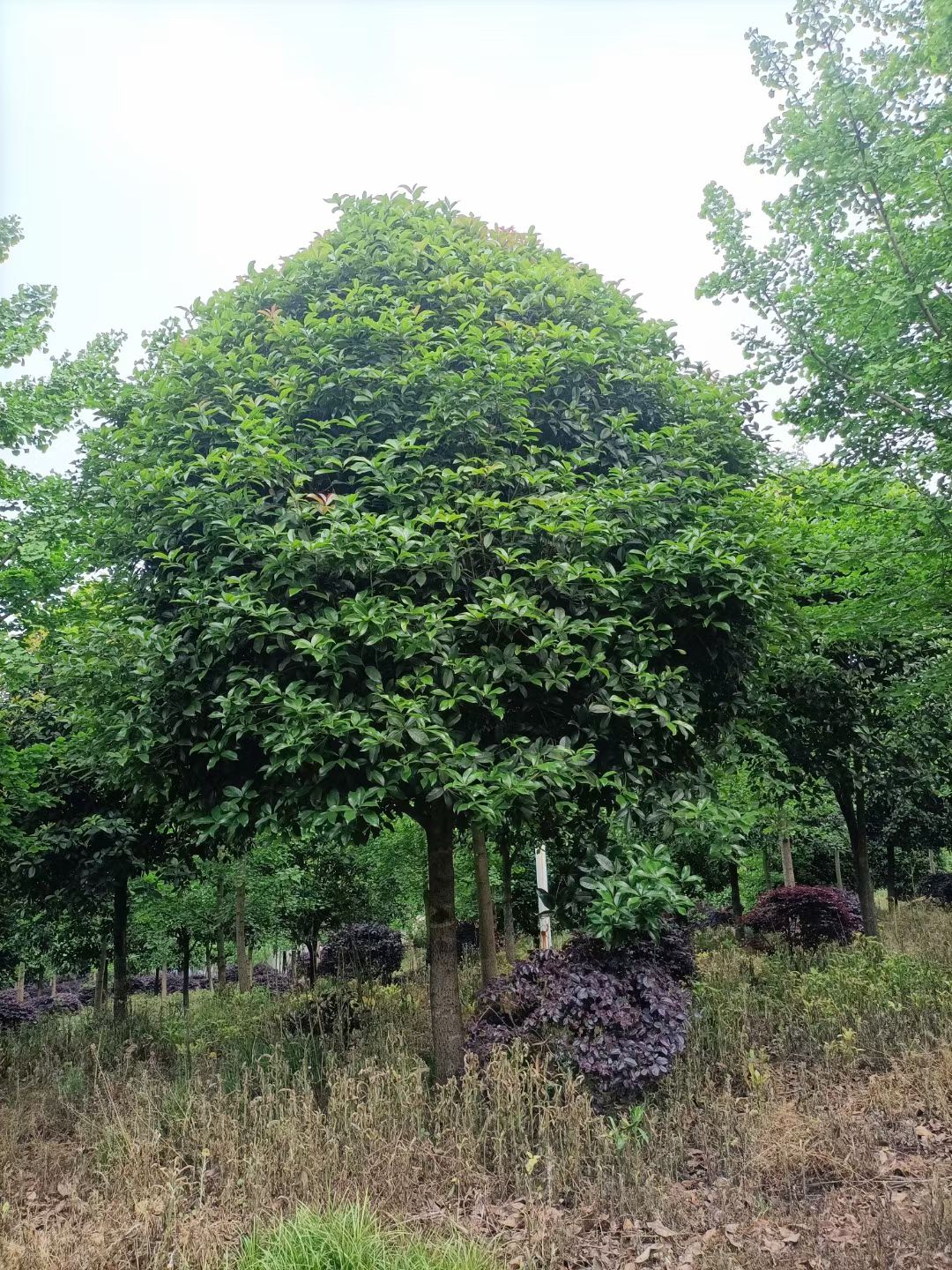 八月桂  精品丹桂 四季桂 金桂 丛生桂花 苗圃直销 量大从