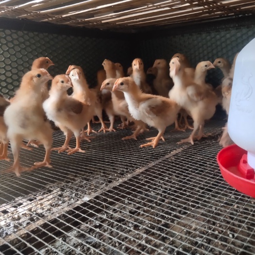 三台县肉鸡苗  小鸡，肉鸡，
