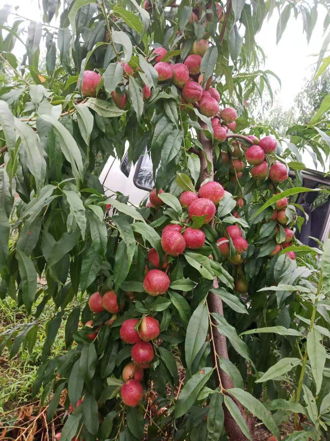 珍珠枣油桃 河南省三门峡市灵宝市 