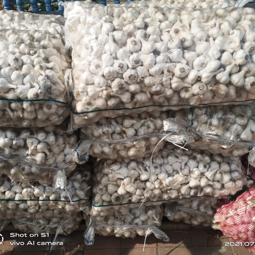 兰陵县白皮蒜 苍山四六办市场货精加工精品