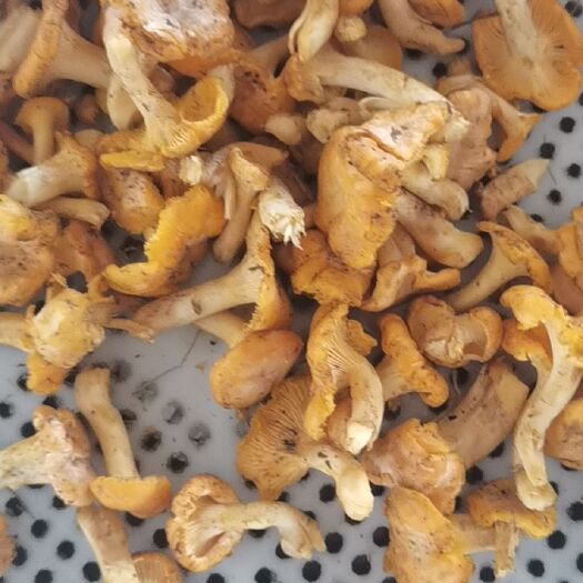 扎兰屯市 鸡油菌