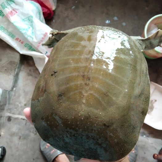 新干县 水库甲鱼