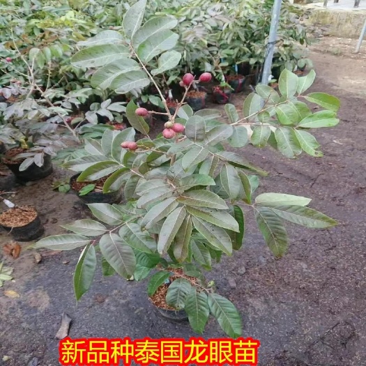 灵山县红壳龙眼苗  龙眼苗红皮龙眼苗