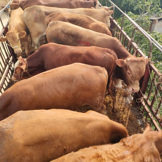 鲁甸县杂交牛，价格实惠。 肉质好。吃肉的人都喜欢吃杂交牛的肉。