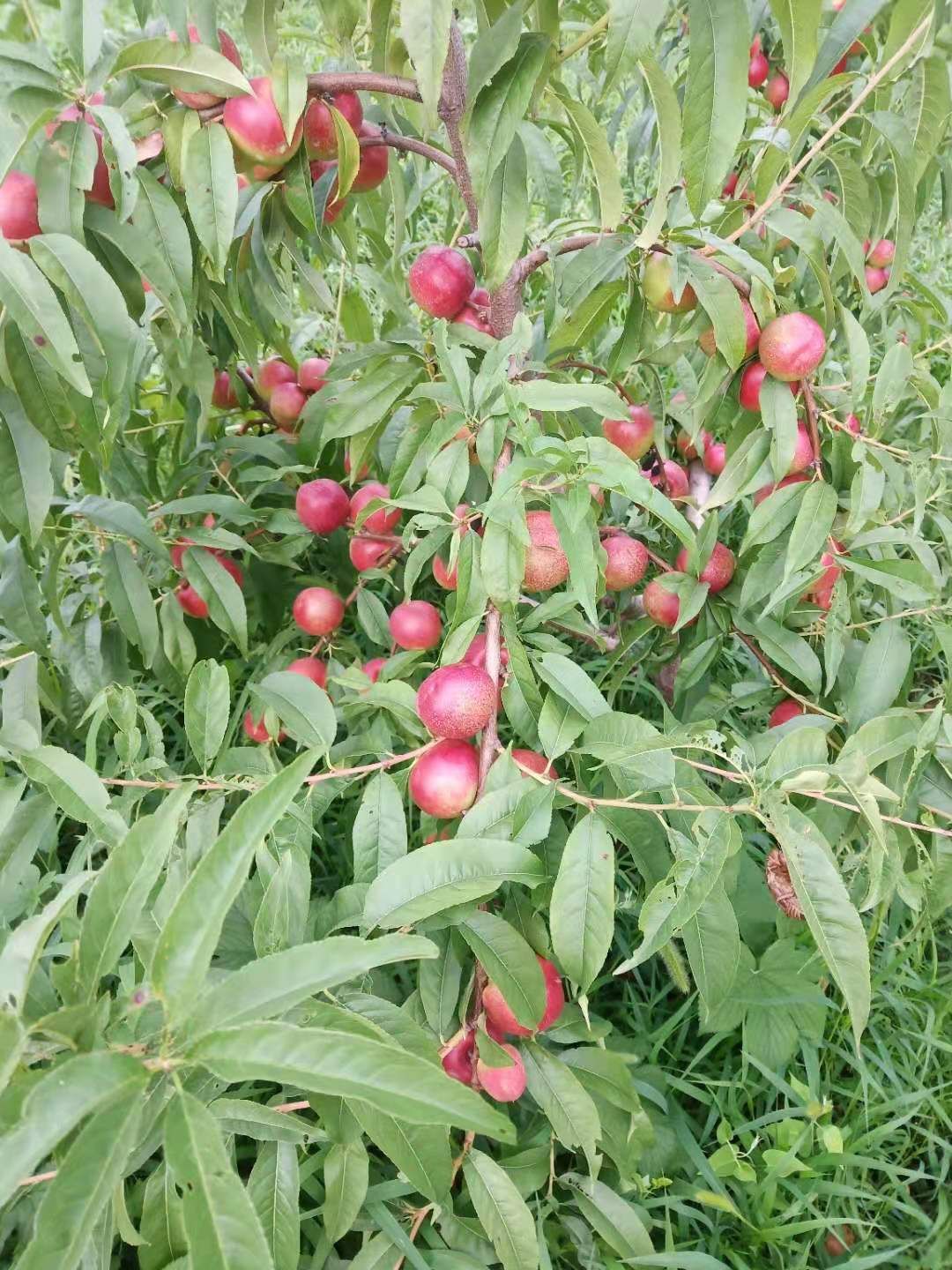 珍珠枣油桃 河南省三门峡市灵宝市 