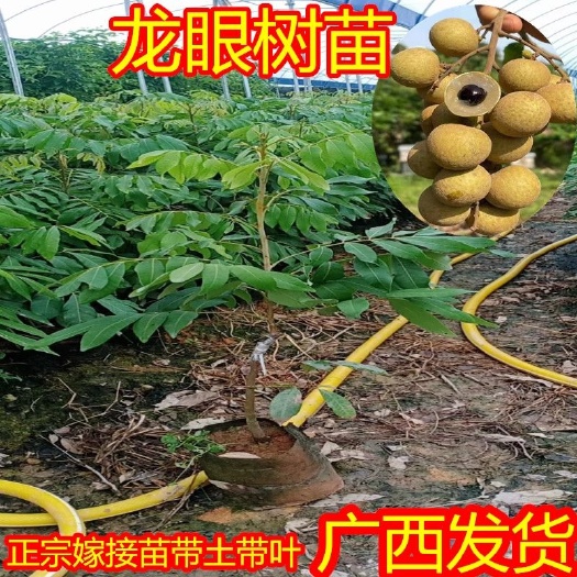 灵山县四季蜜龙眼苗  四季龙眼苗龙眼树苗营养袋苗