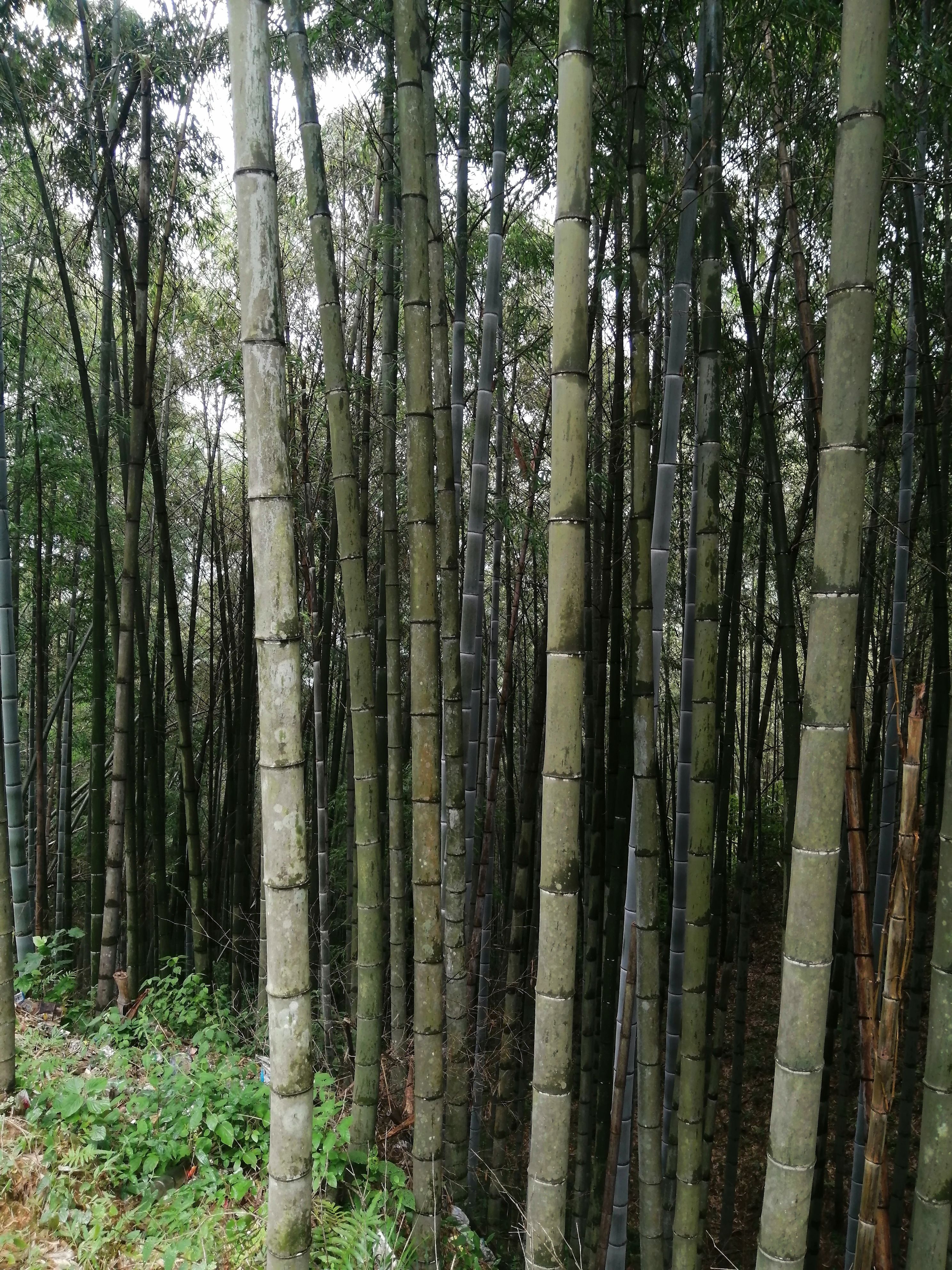  优质毛竹，大毛竹