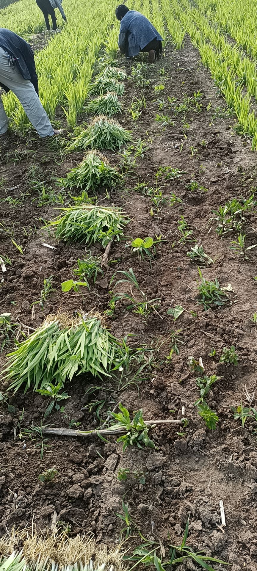 射干种苗  中药材射干苗射干花观赏射干苗种植基地大量供应