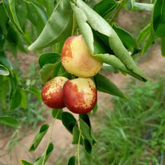 大荔县陕西大荔冬枣
