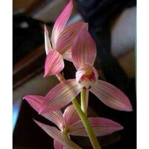 南靖县春剑兰花  兰花春剑名品之一新津胭脂，3苗，荷瓣型花朵