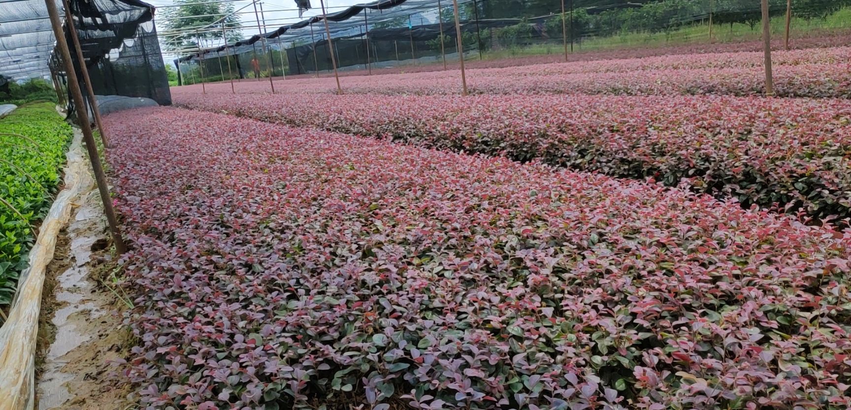 双面红 红花继木