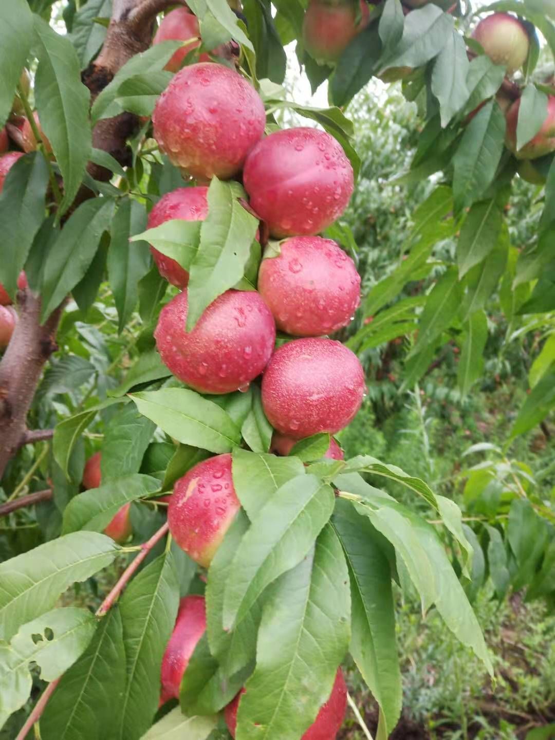 珍珠枣油桃  甜度几好