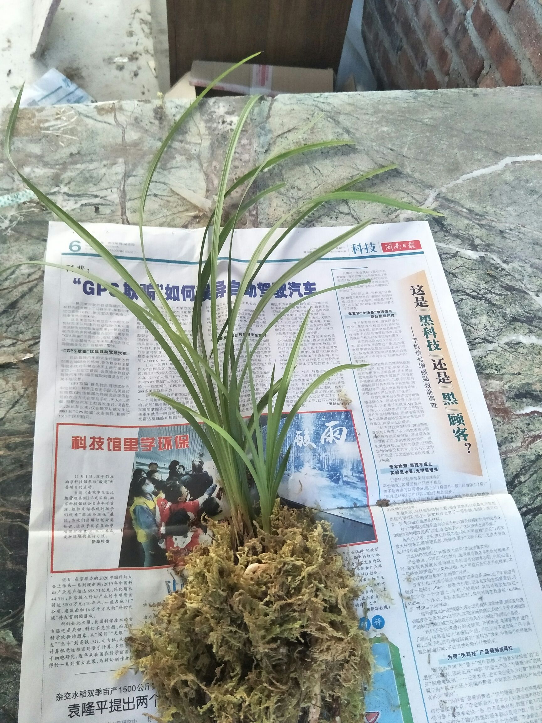 大花惠兰  惠兰金祥云苗2苗1芽，类似小白菜的奇花，净化空气