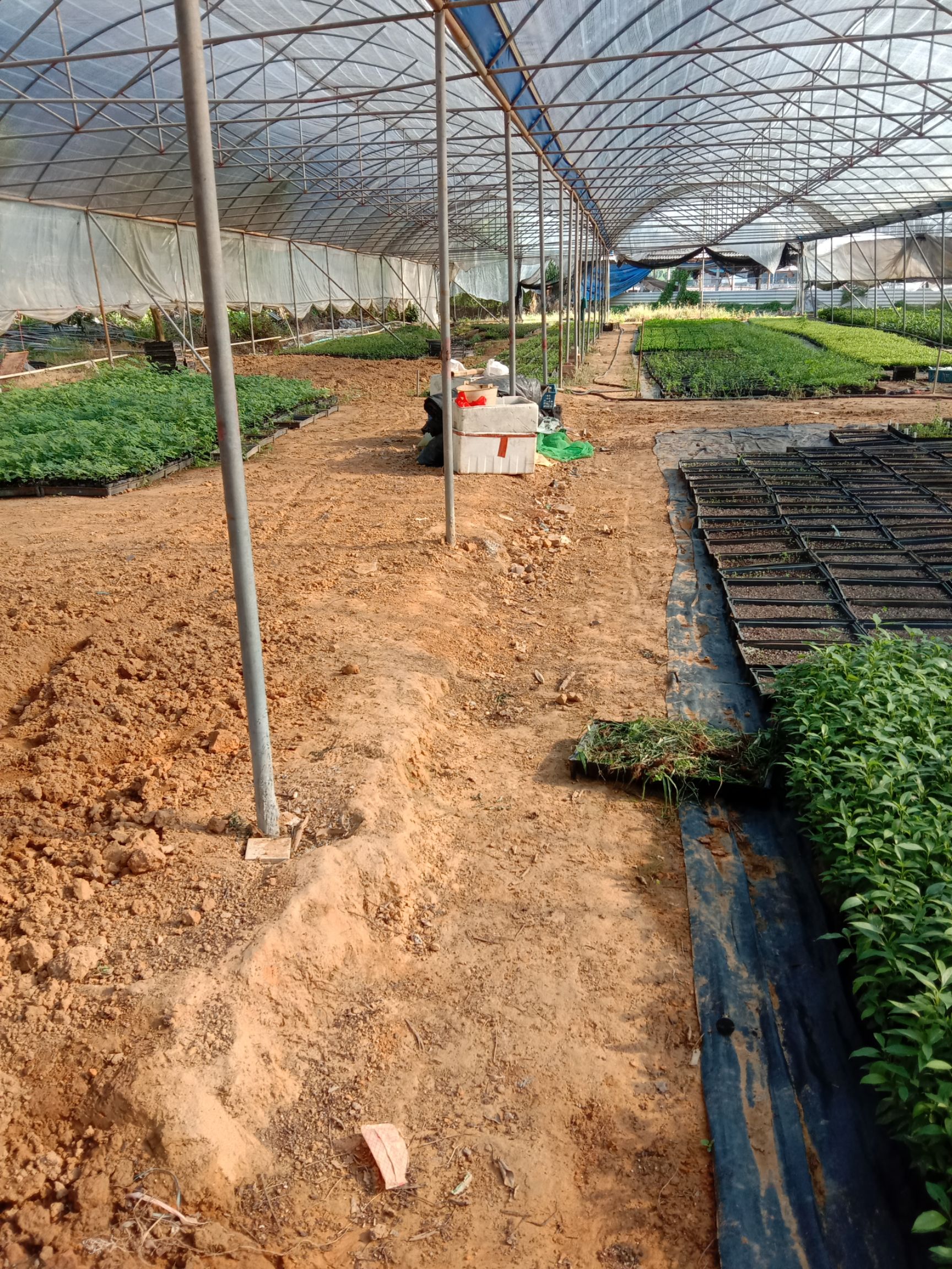 旅人蕉苗  庭院公园大型观叶植物