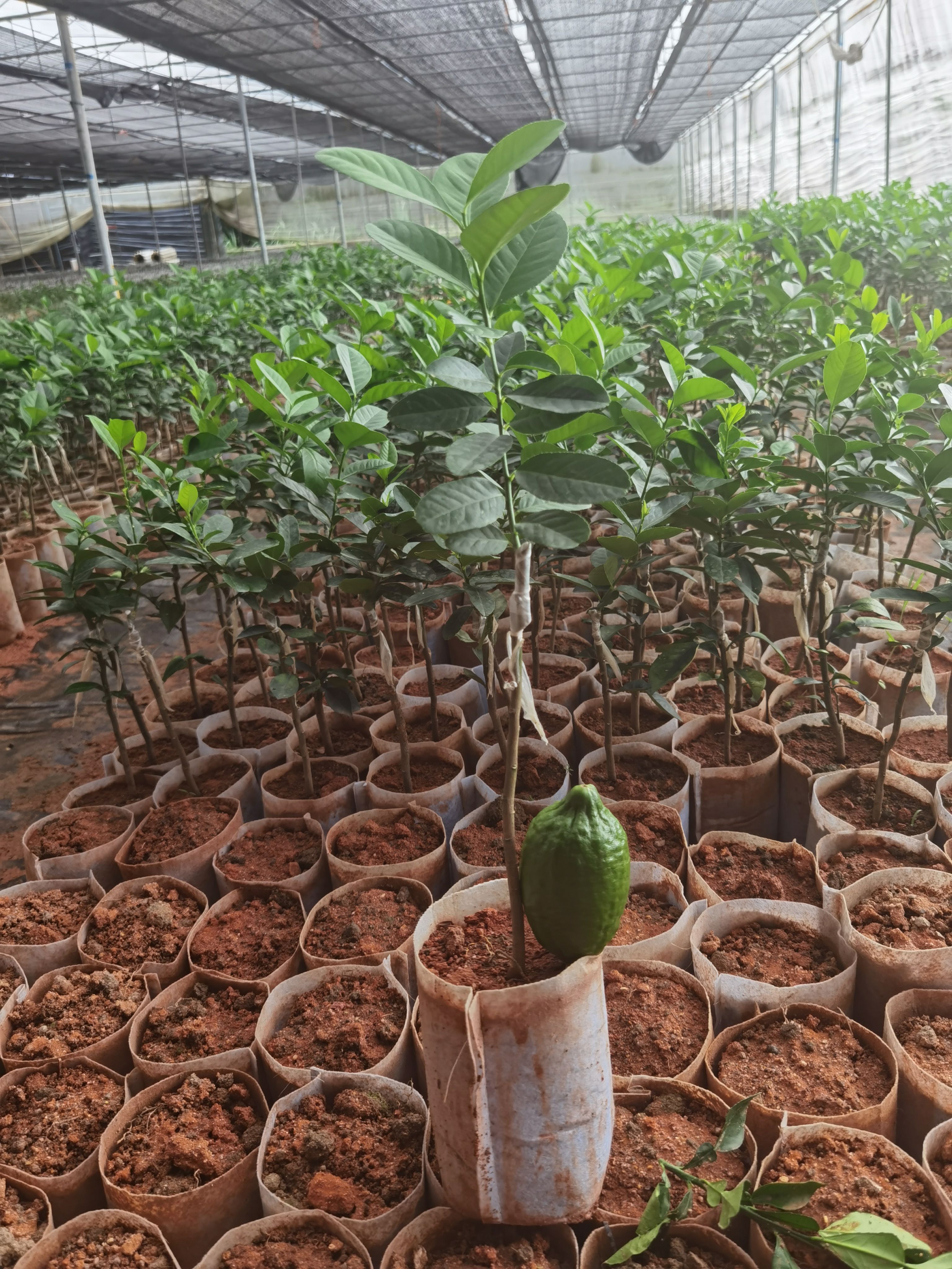 香水柠檬苗  各种柠檬苗