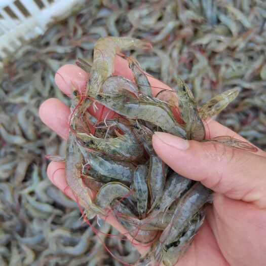 南宁南美白对虾白对虾基围虾青虾