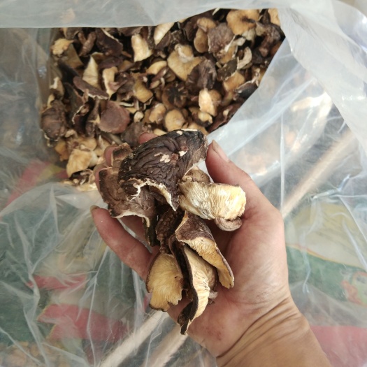 野生香菇  桂西岑王老山深山腐木自然生长 轻闻有一股自然香味
