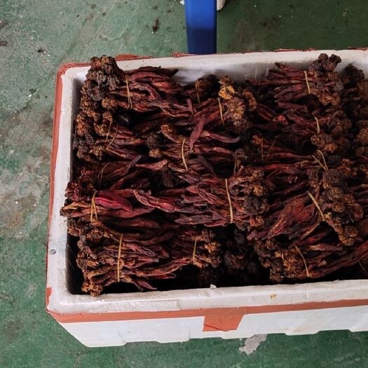 三都县回心草（药材） 贵州回春草