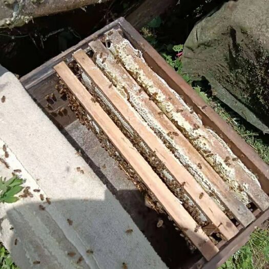 峨边县野蜂蜜  蜂蜜数量有限需要联系