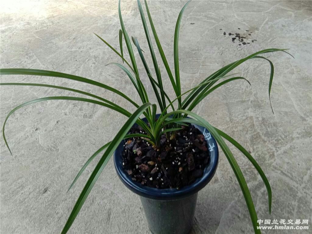 大花惠兰  惠兰天骄牡丹3苗，与众不同的色花，净化空气