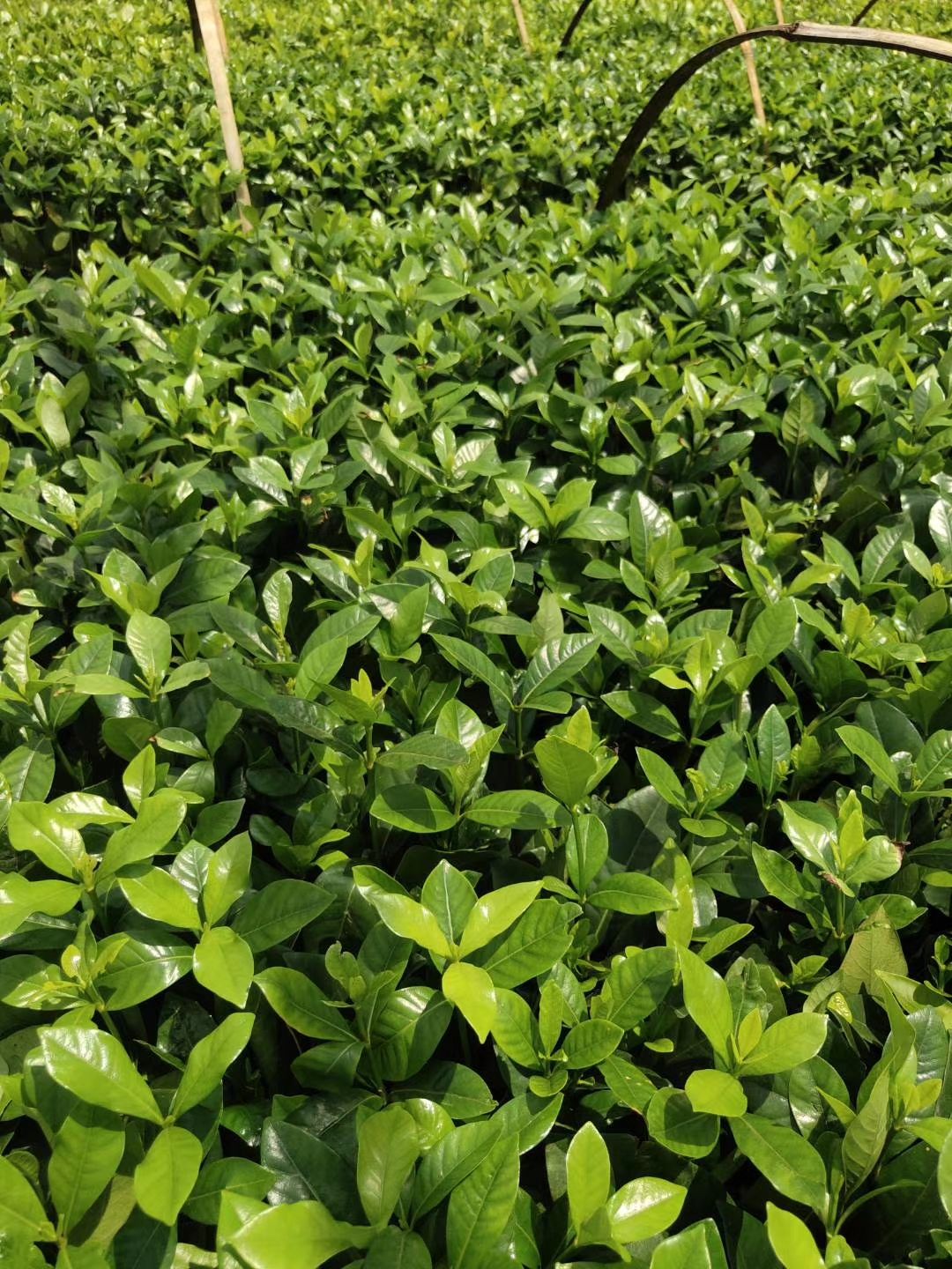 黄栀子  栀子花