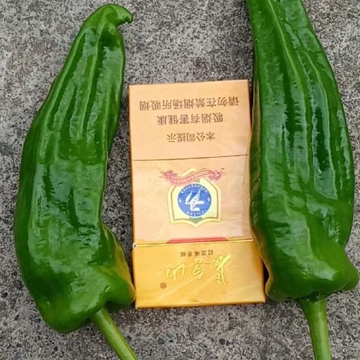 长阳县 高山薄皮芜湖椒，品质好，价格美丽。
