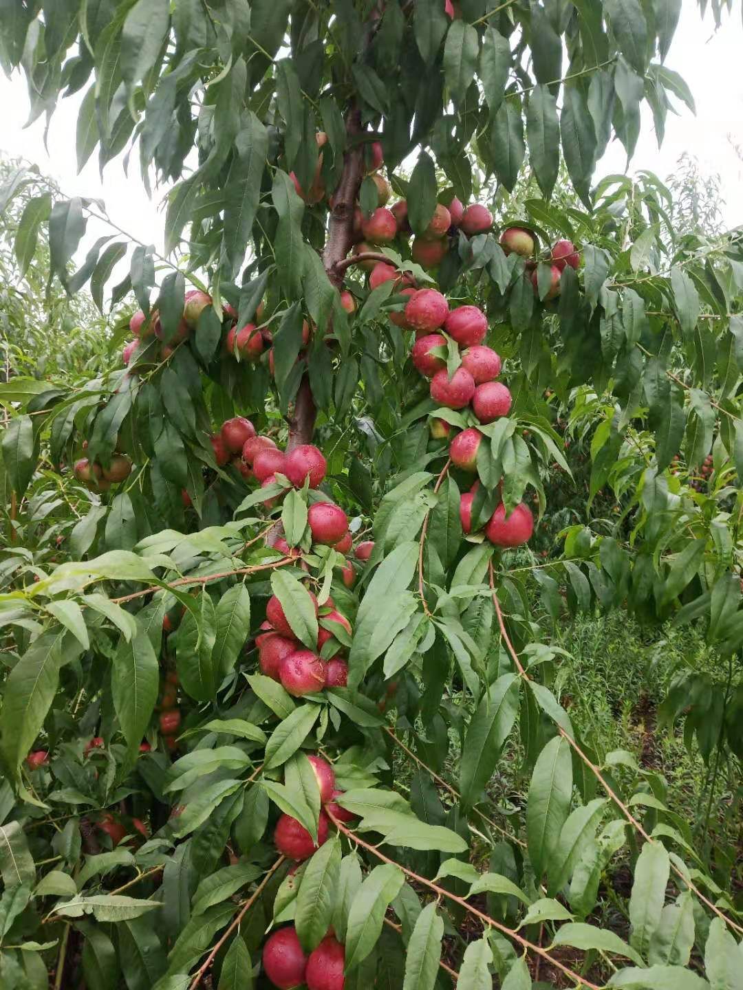 珍珠枣油桃 河南省三门峡市灵宝市 