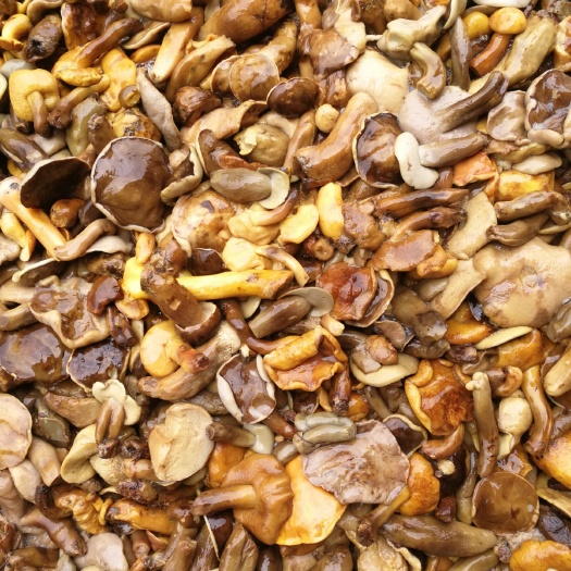 昆明 盐水黄牛肝菌
