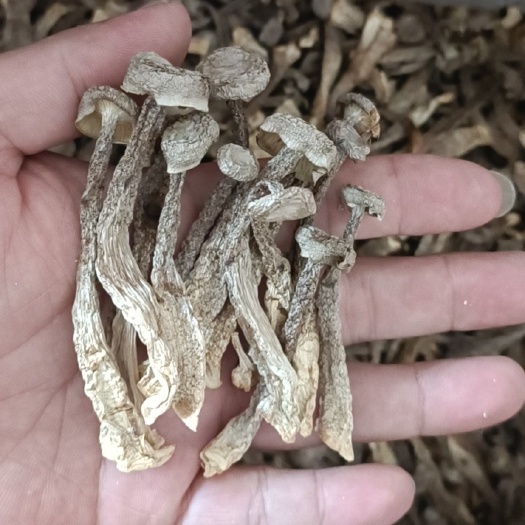 古田县优选鹿茸菇厂地直销，本色货可视频看货，一手货源。