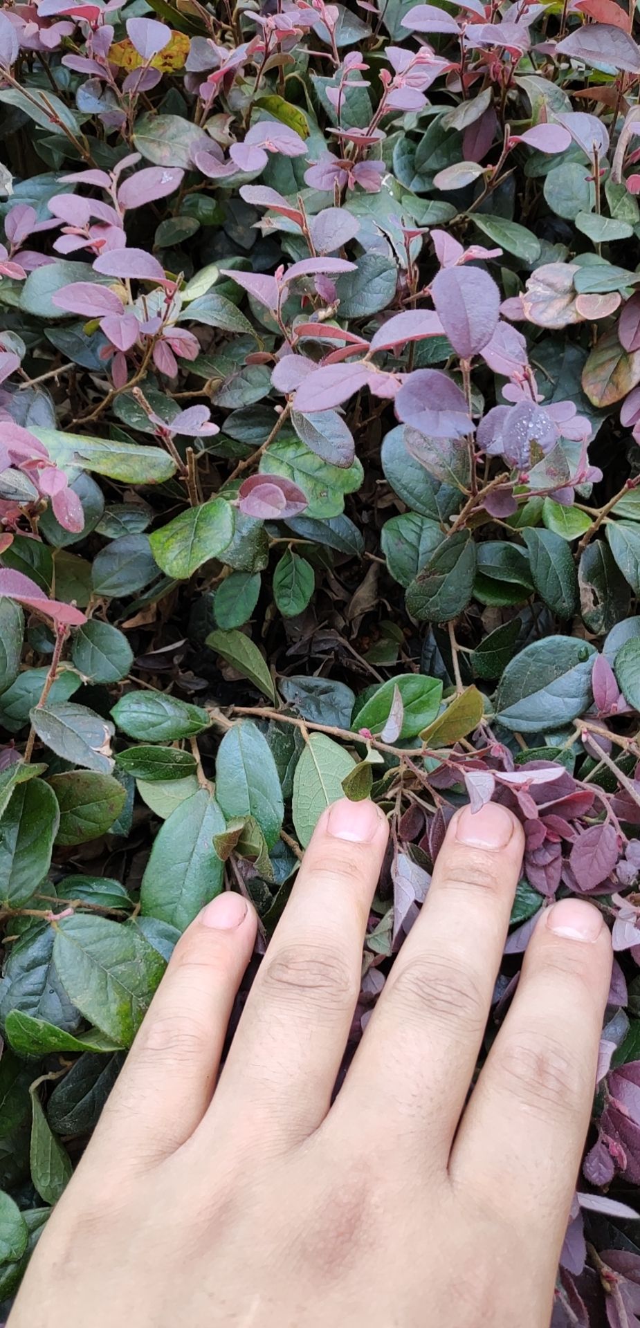 双面红 红花继木