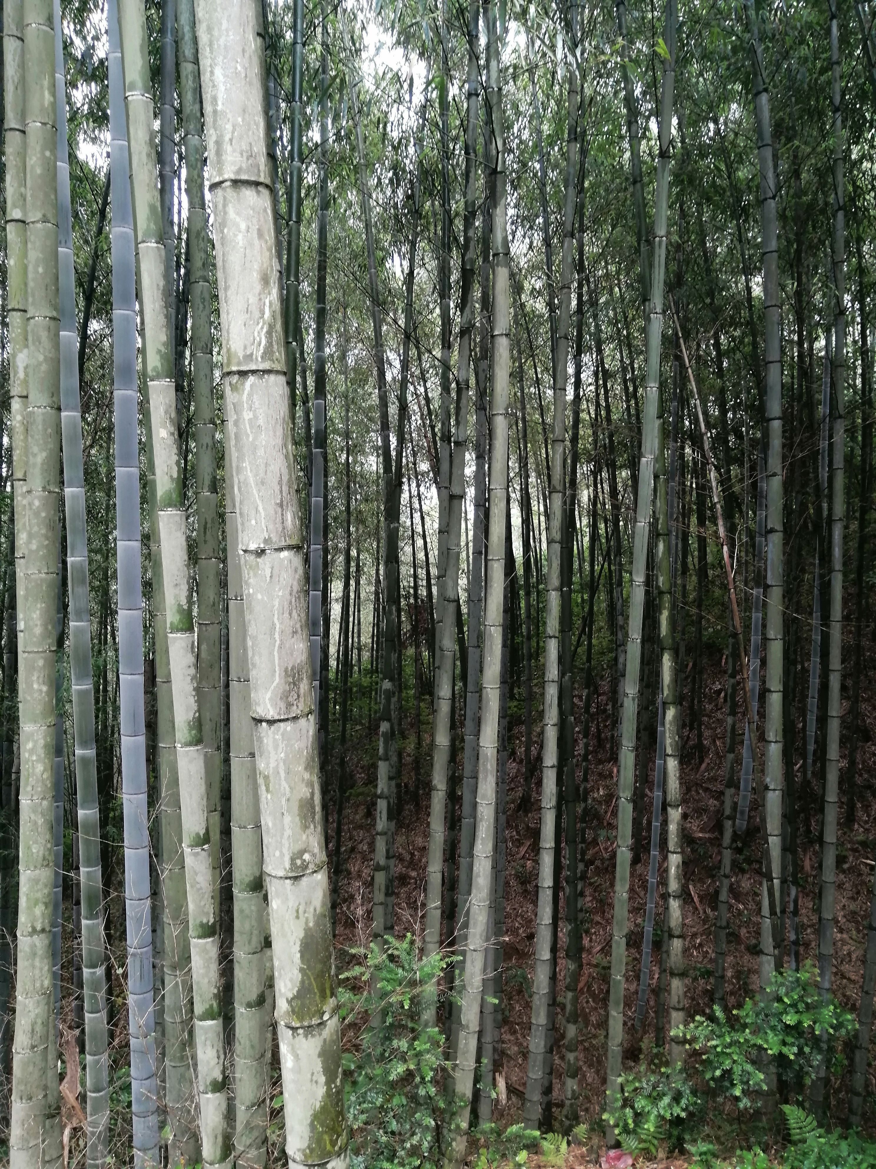  优质毛竹，大毛竹