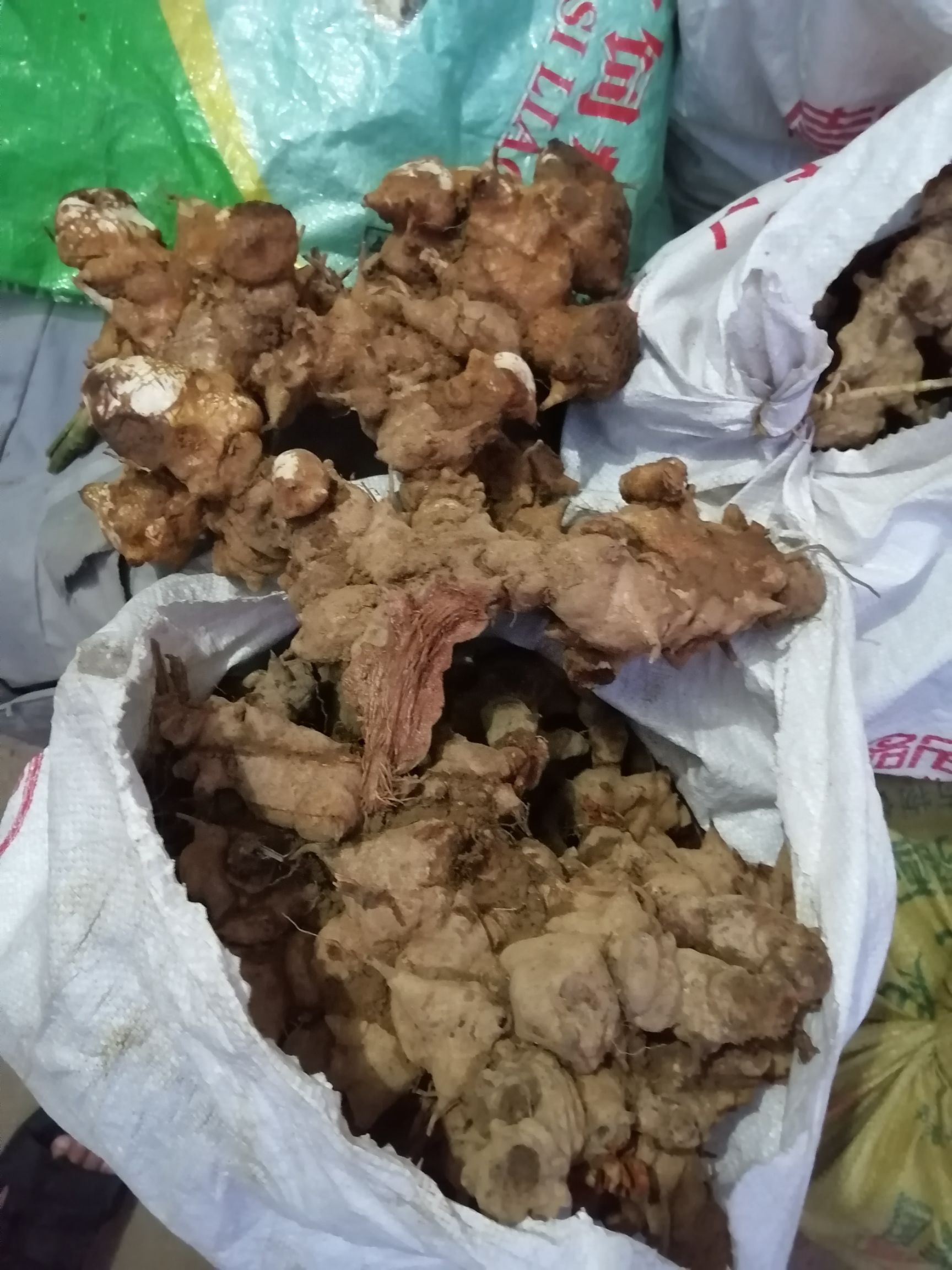 菝葜  广东本地拨葜（金刚藤）鲜干货