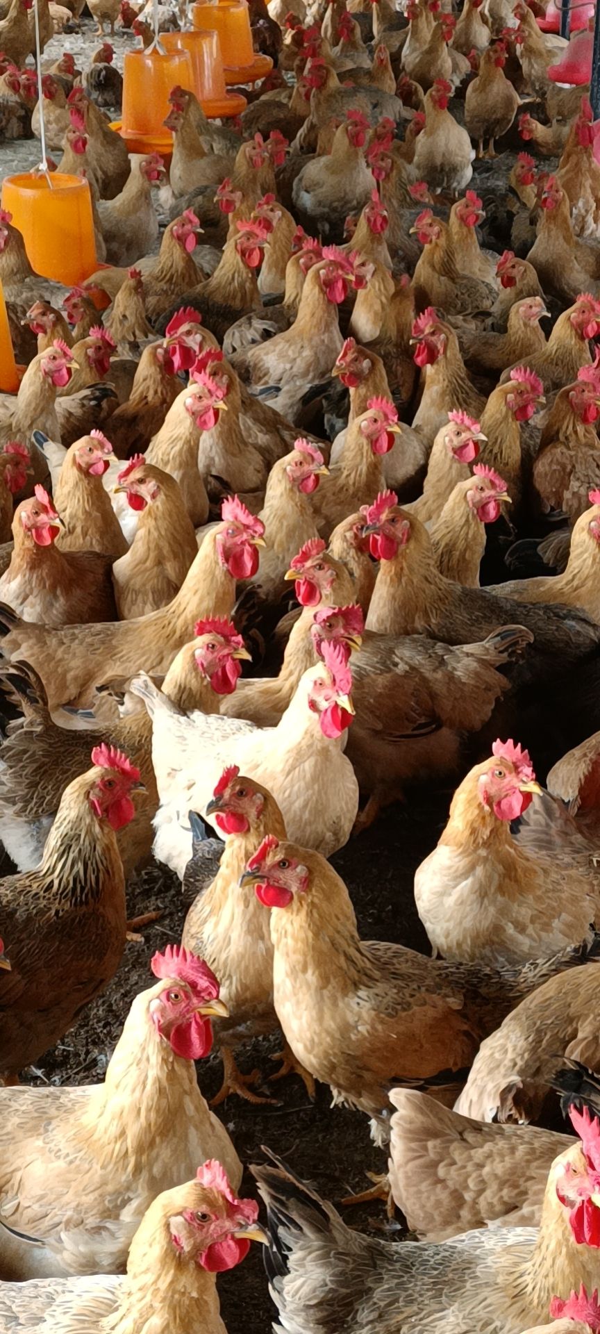 三黄鸡  优质麻黄成品母鸡肉质鲜美半放养