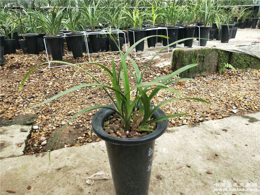 建兰红一品，荷瓣型花朵，浓香型，净化空气