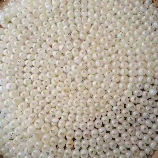 博白县 桂圆干