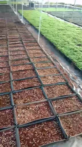 旅人蕉苗  庭院公园大型观叶植物