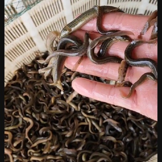 连云港优质 泥鳅苗