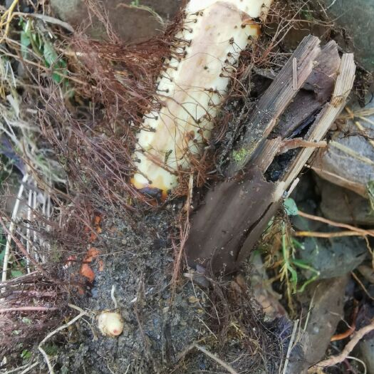 宝兴县虎杖根茎种苗