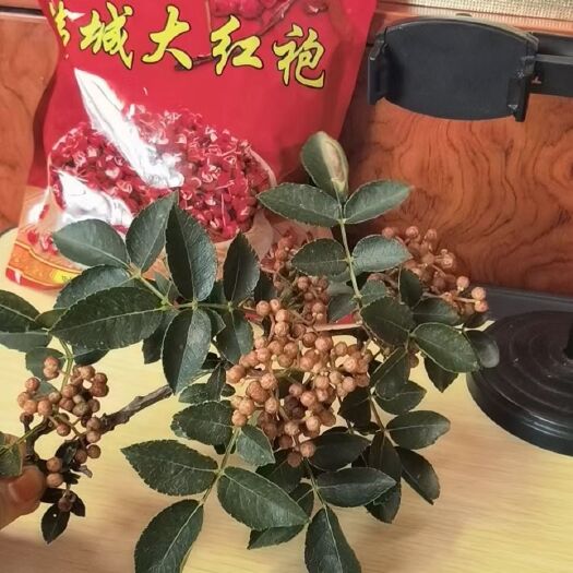 韩城市大红袍花椒 陕西省渭南市韩城市 一级 干花椒 