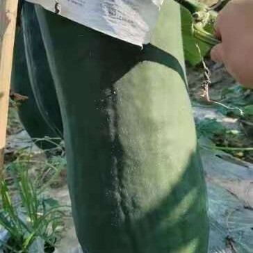 三台县黑皮冬瓜大量出货