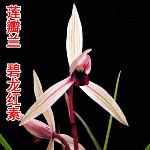 南靖县莲瓣兰碧龙红素，盆栽植物，室内外好养活，净化空气