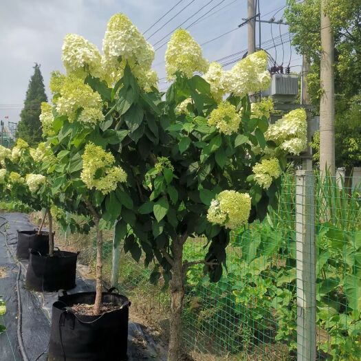 东台市木绣球 圆锥绣球石灰灯