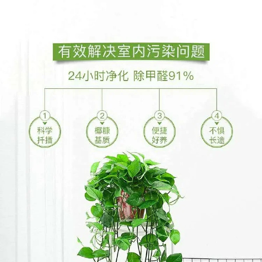 广州基地长藤精品大叶绿萝盆栽