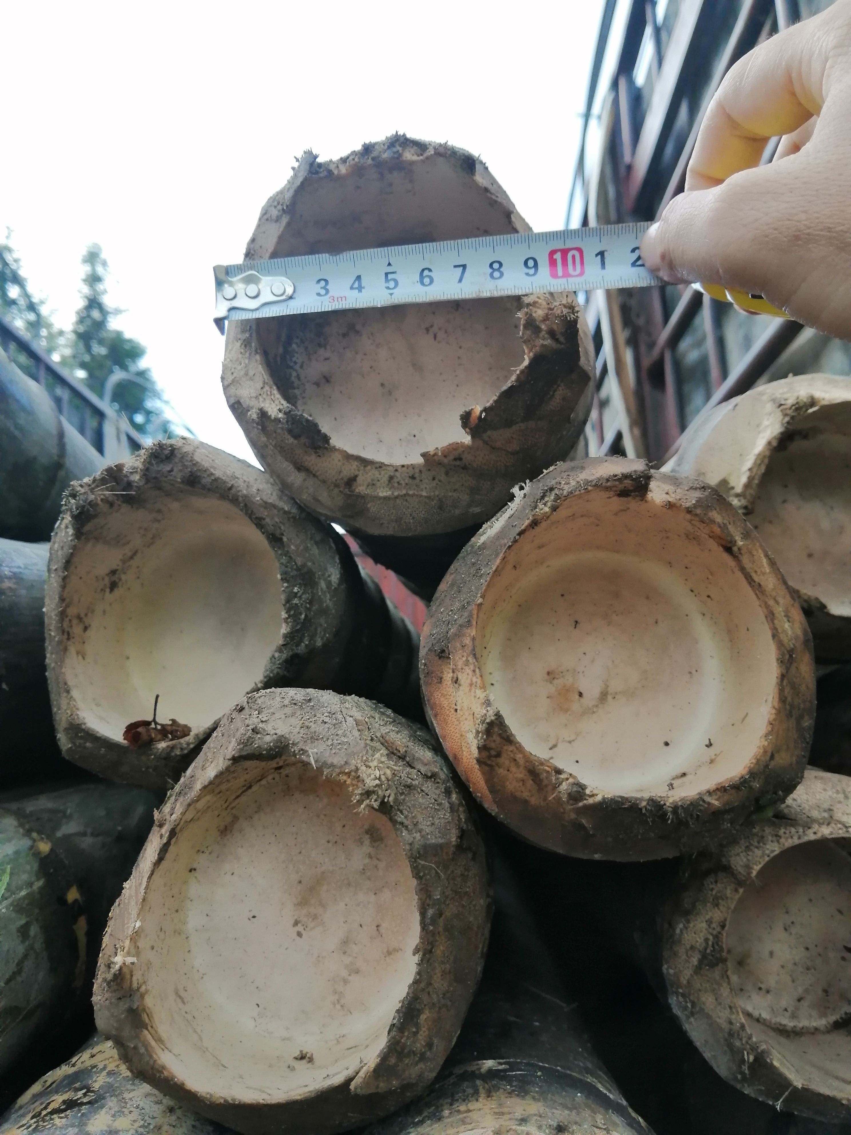  优质毛竹，大毛竹