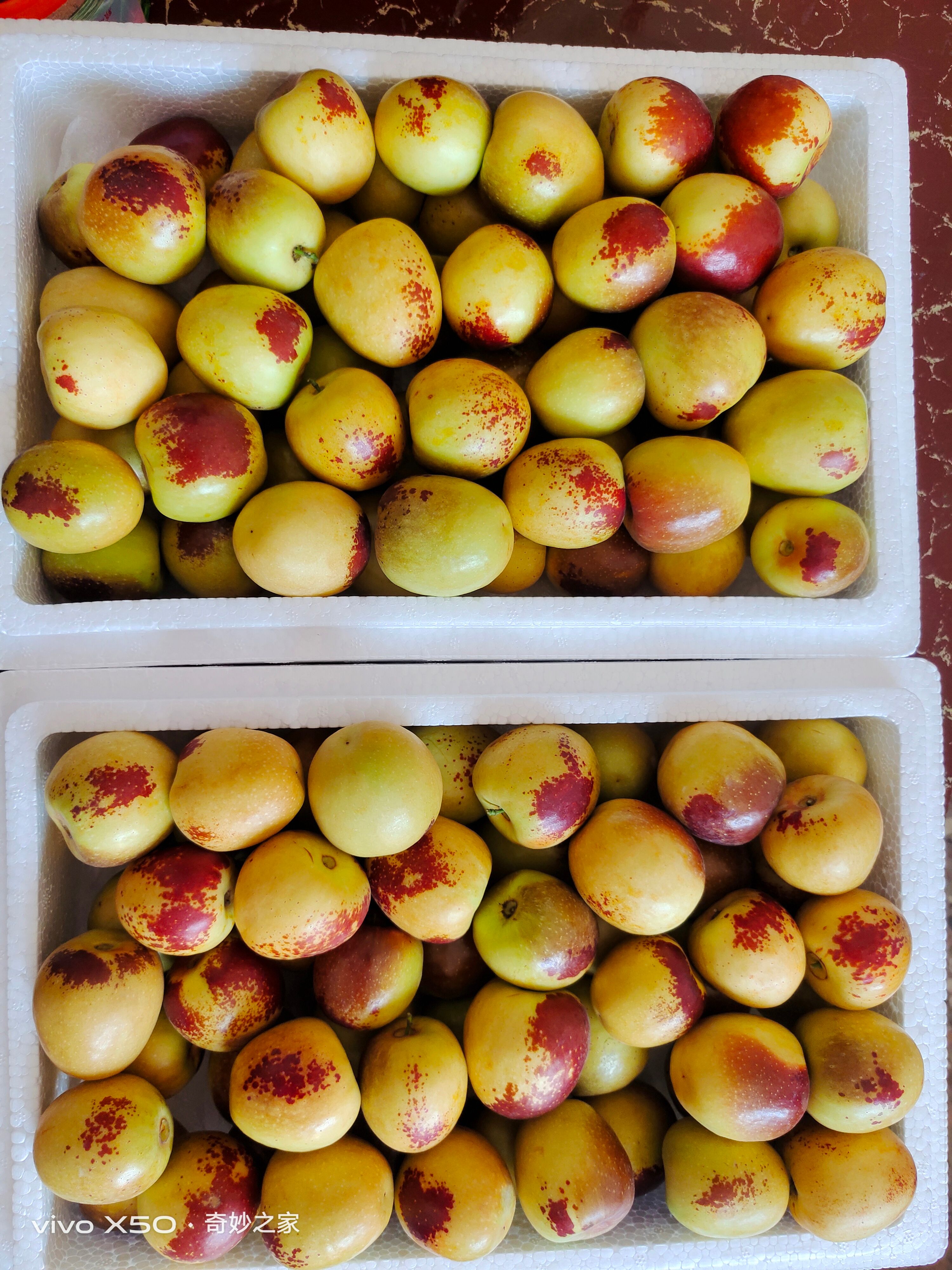  大棚冬枣皮薄肉厚