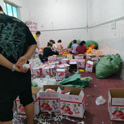 蒙自市番石榴 云南蒙自特产，甜石榴，果农自己种一百多亩