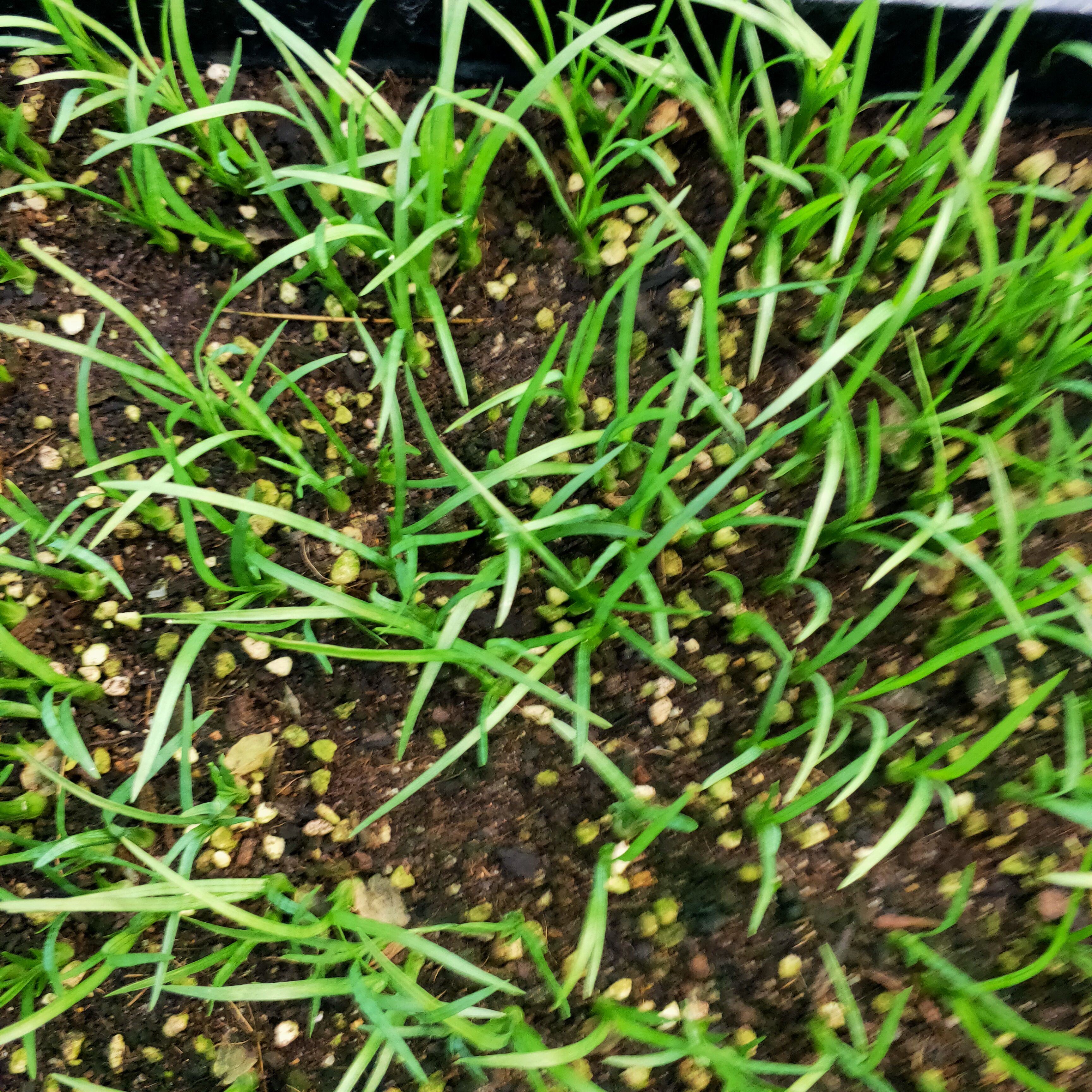 酒瓶兰盆栽  酒瓶兰，树头象酒瓶，叶子象兰花，适用于庭院，阳台，办公室