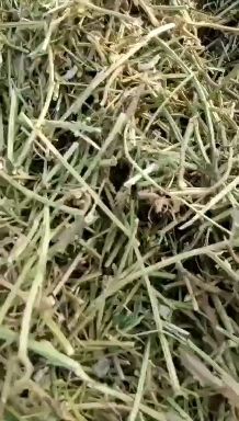 正阳县草 小麦秸秆