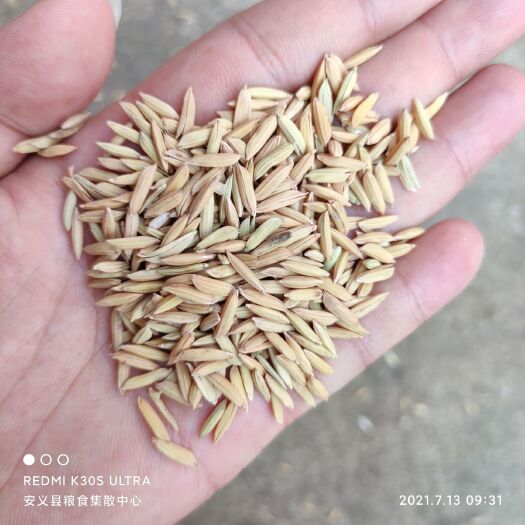 乐平市籼稻谷 出售江西21年泰优398 重金属不超  米质非常漂亮